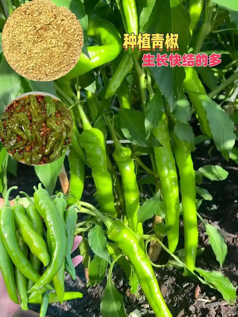 青椒