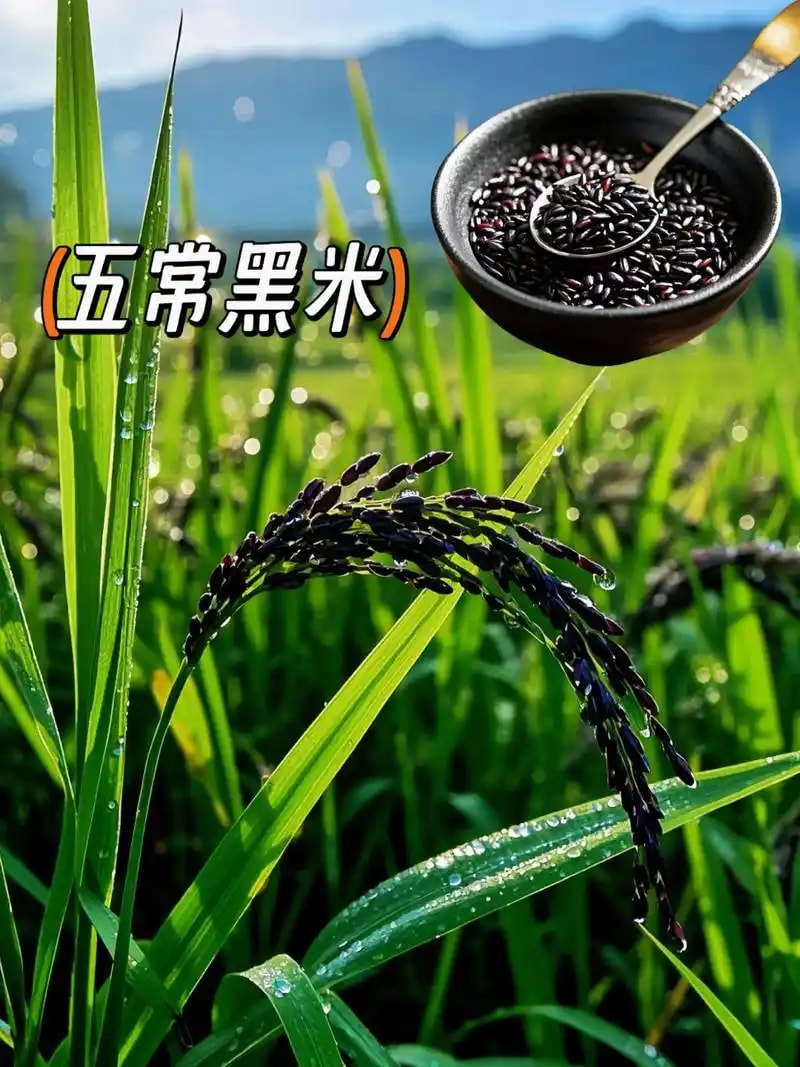 黑米