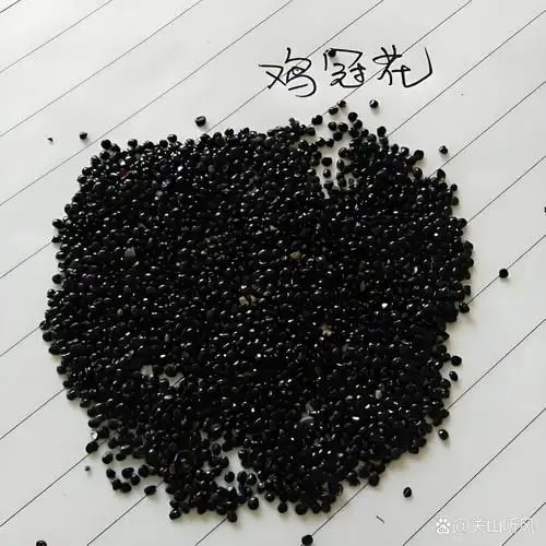 鸡冠花种子