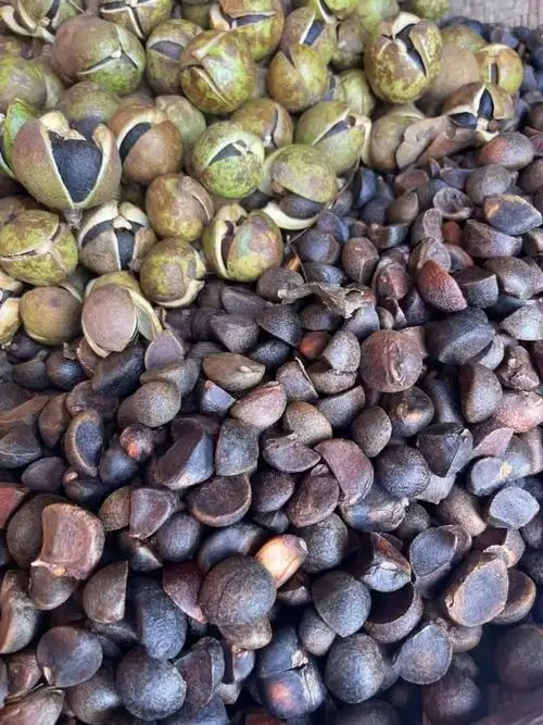油茶籽