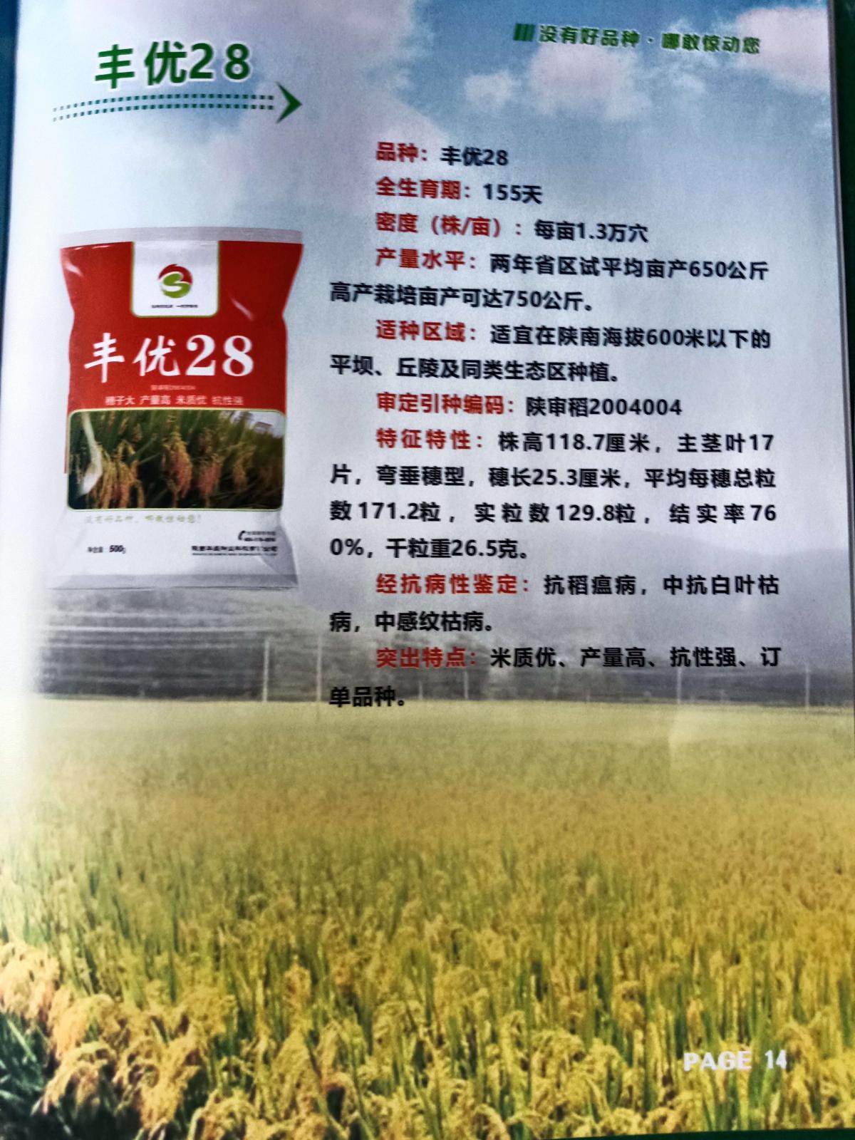 丰优28