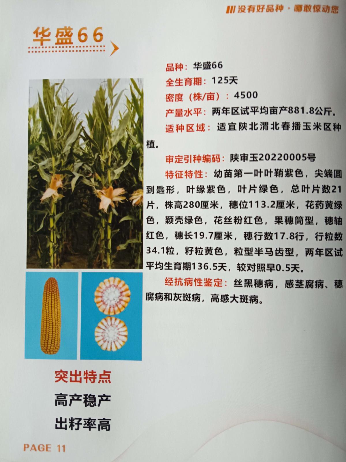 华盛玉66