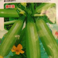 早青一代西葫芦