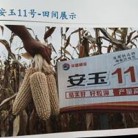 安玉11号