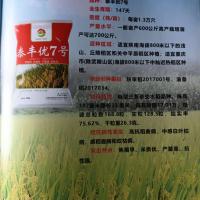 泰丰优7号