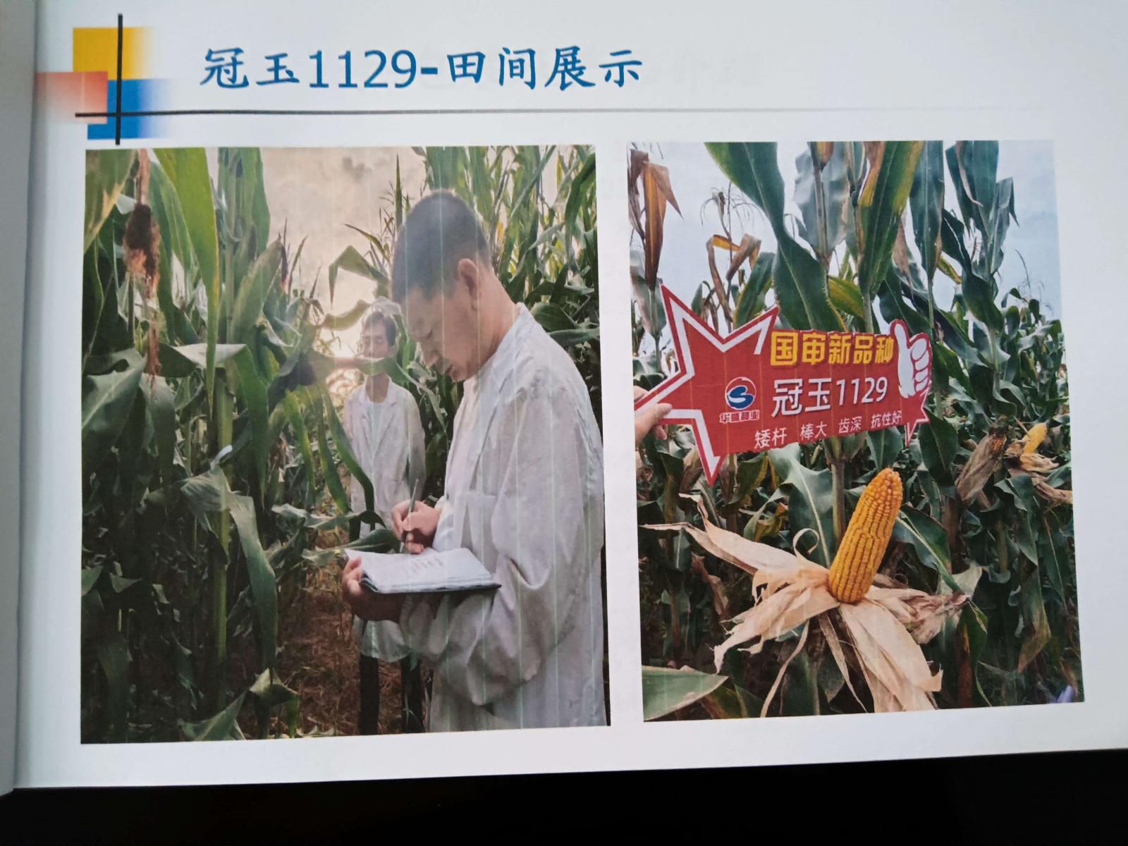 冠玉1129