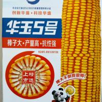 华玉5号