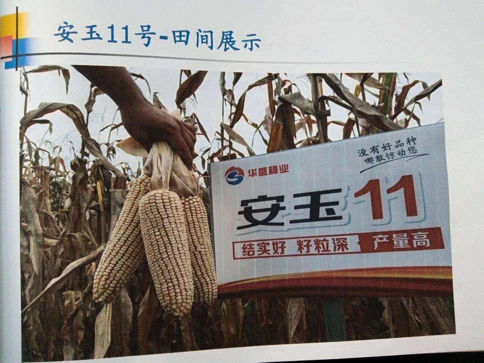 安玉11号
