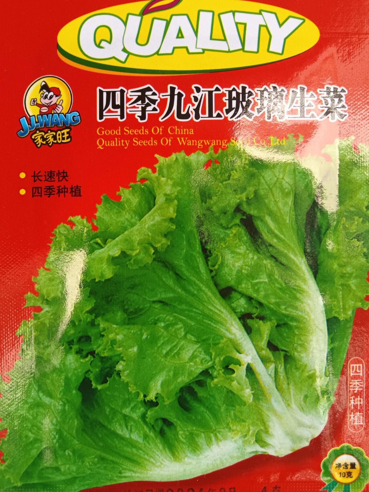 四级九江玻璃生菜