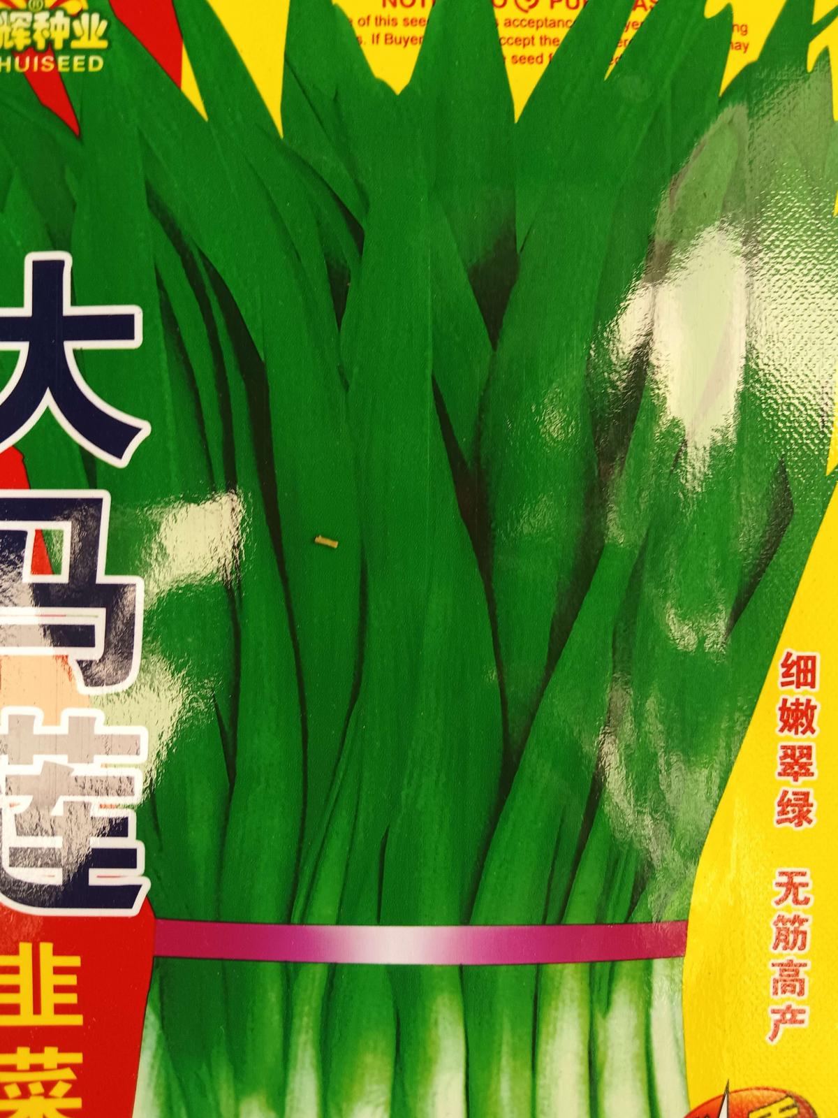 大马莲韭菜