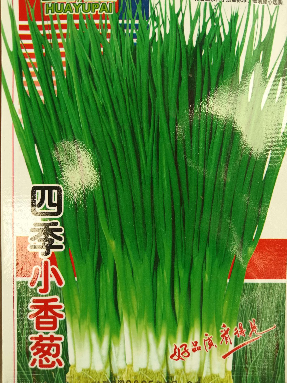 四季小香葱