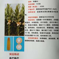 华盛玉66