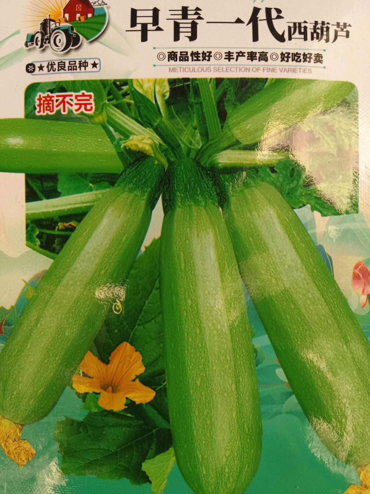 早青一代西葫芦