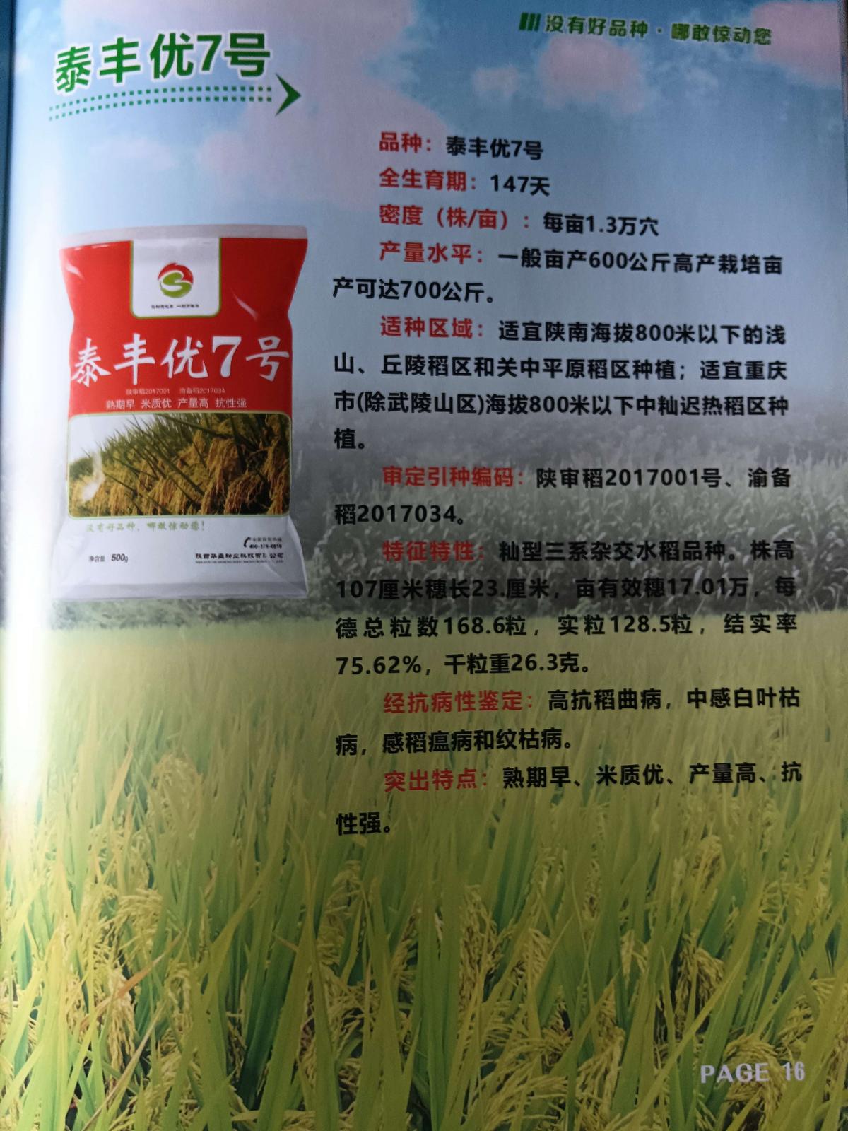 泰丰优7号