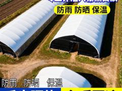 蔬菜种子区域代理招商