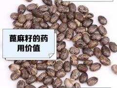 花卉种子区域代理招商