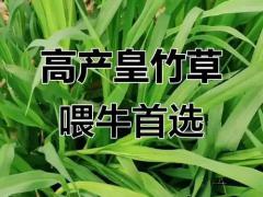 杂交良种区域代理招商