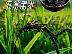 行业展会亮点前瞻