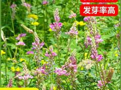 高产杂交稻种田间表现速览