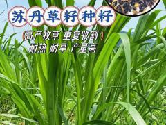 土壤调理与良种配套增效案例