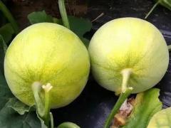 春季播种机械选型与作业要点