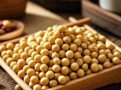 油料种子区域代理招商