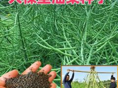求购杂交良种 300袋