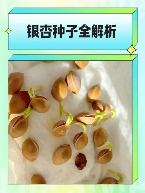 银杏种子