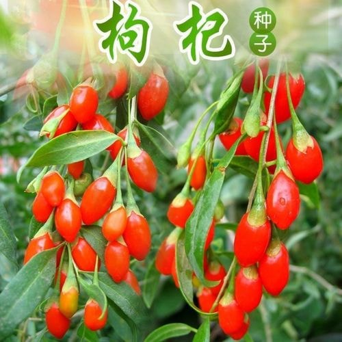 枸杞种子
