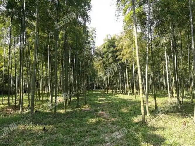 竹林承包权