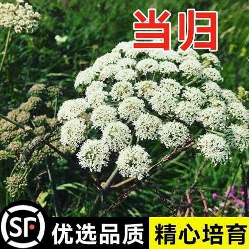 当归种子