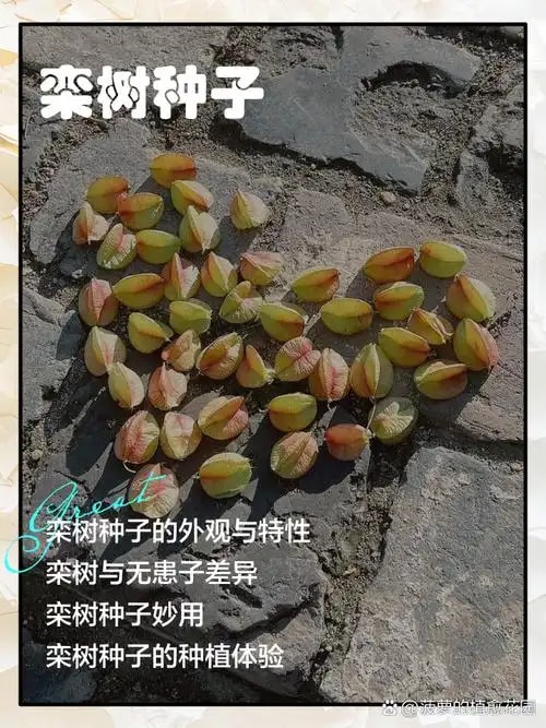 栾树种子