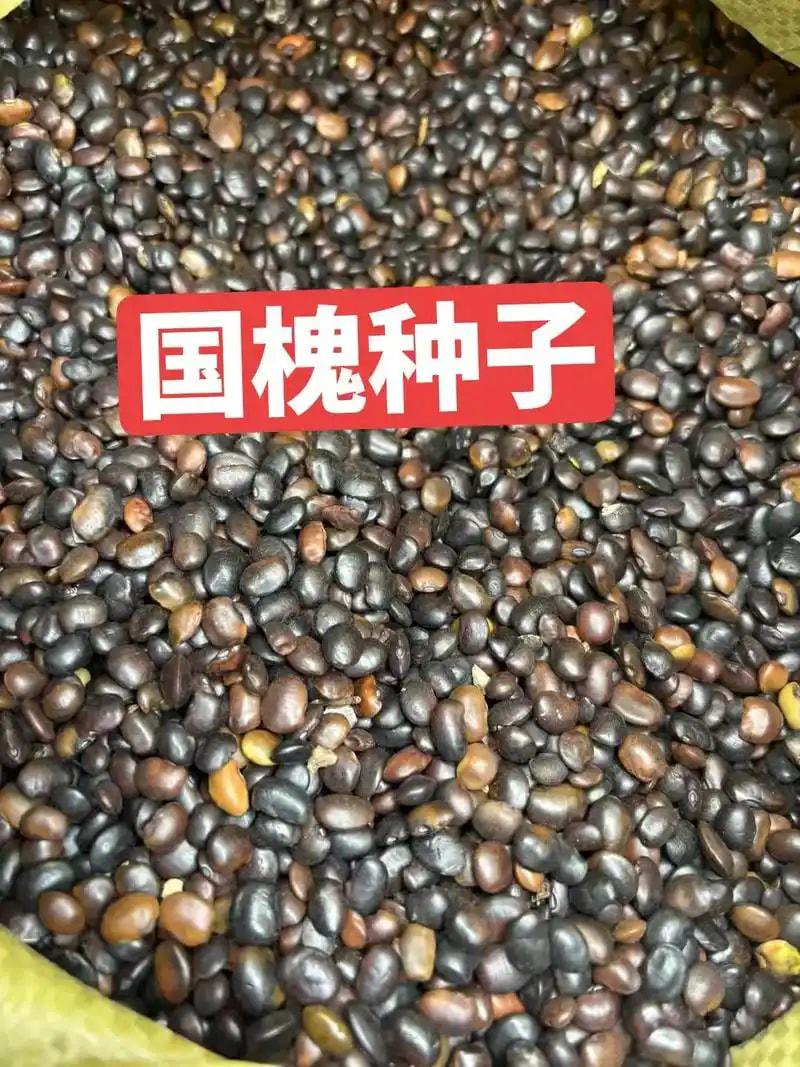 国槐种子