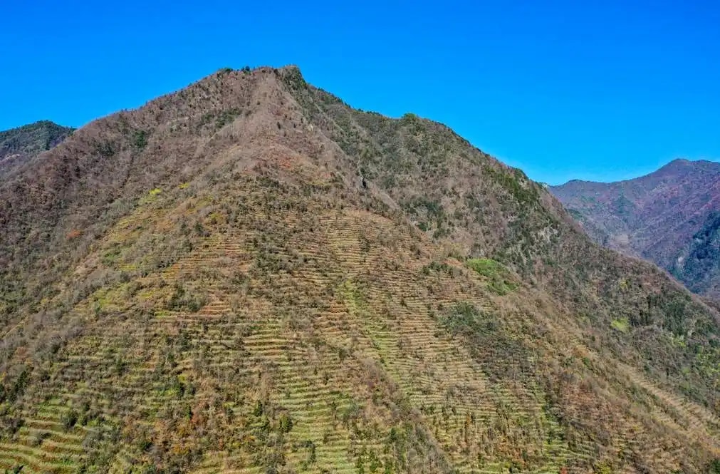荒山造林承包权