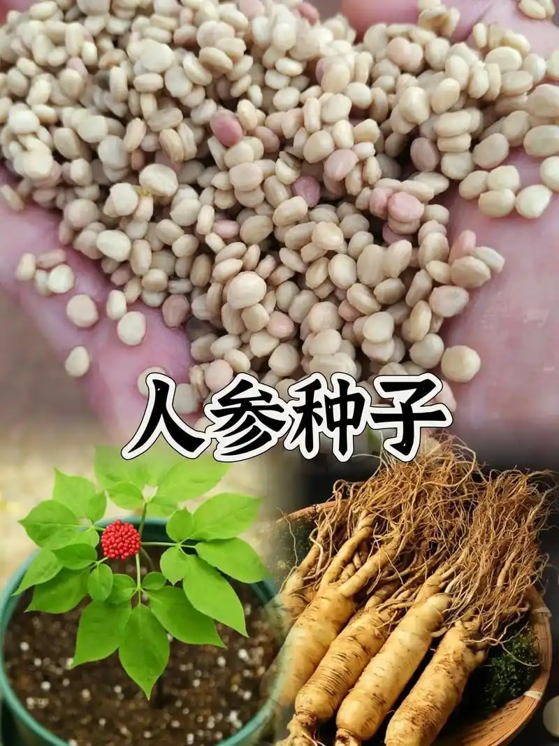 人参种子
