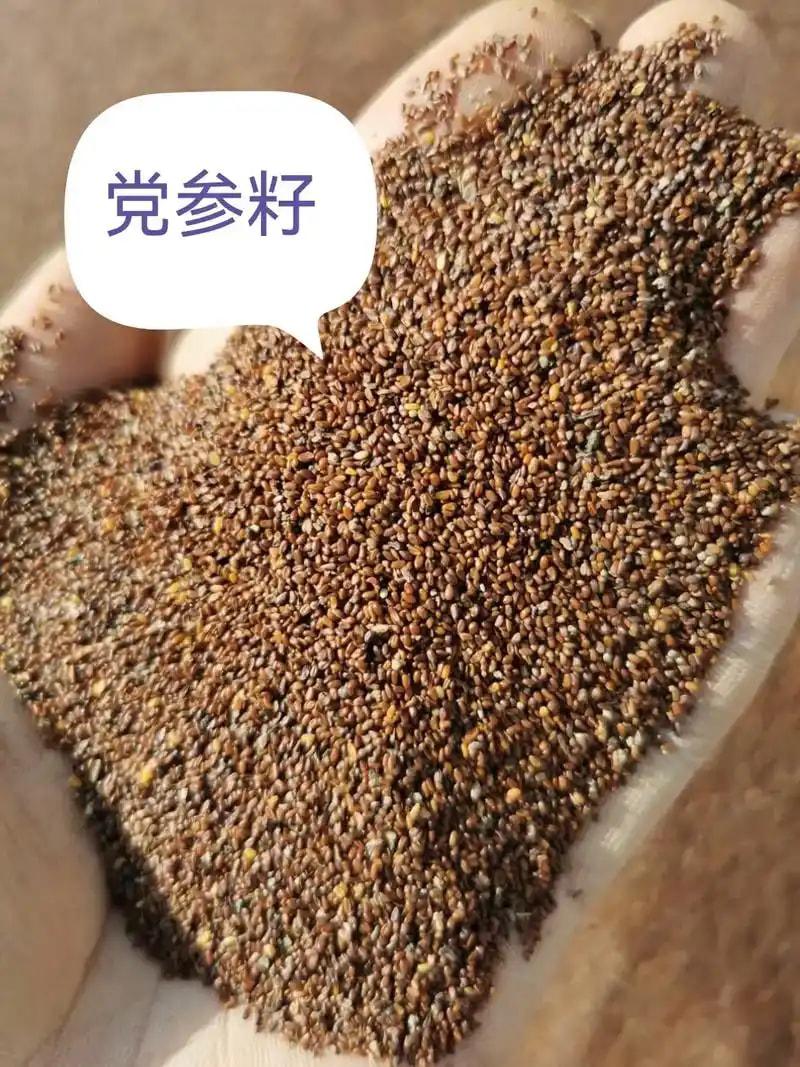 党参种子