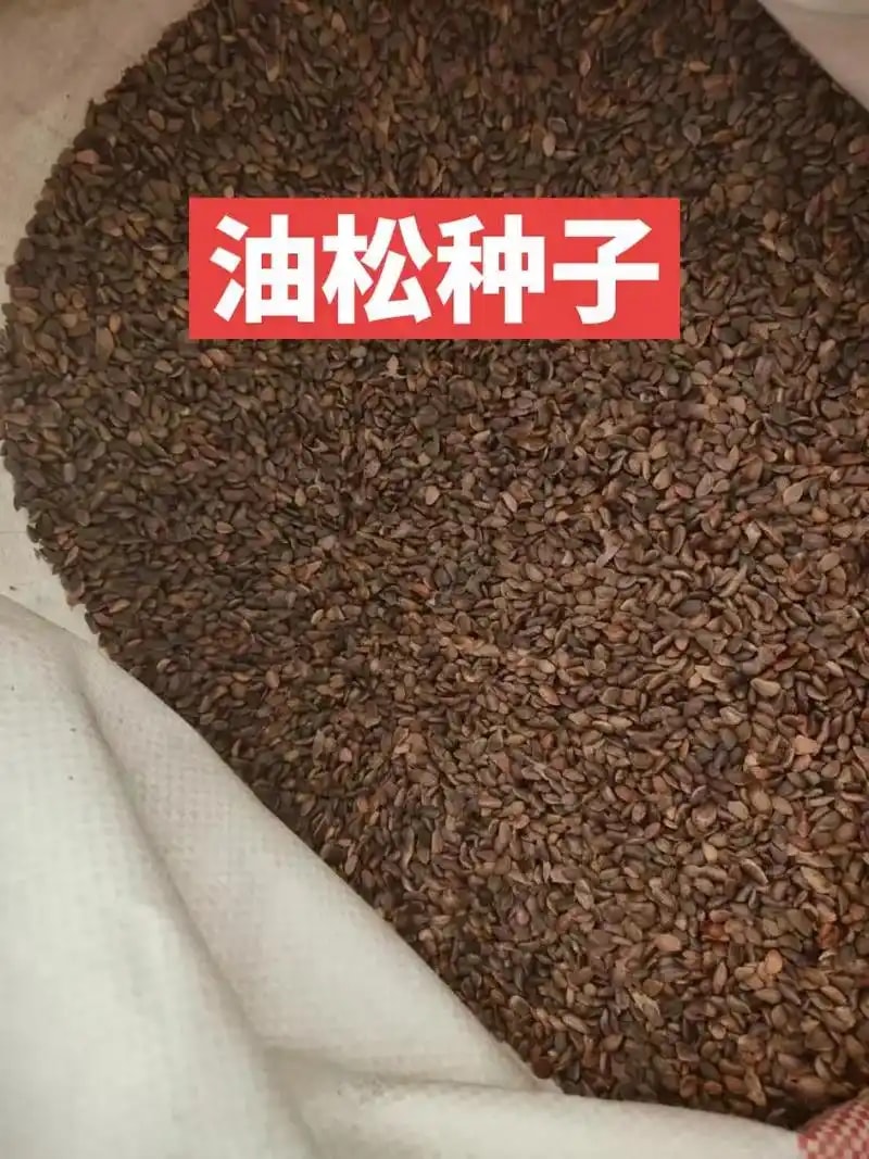 油松种子