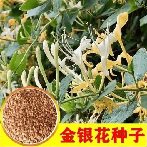 金银花种子