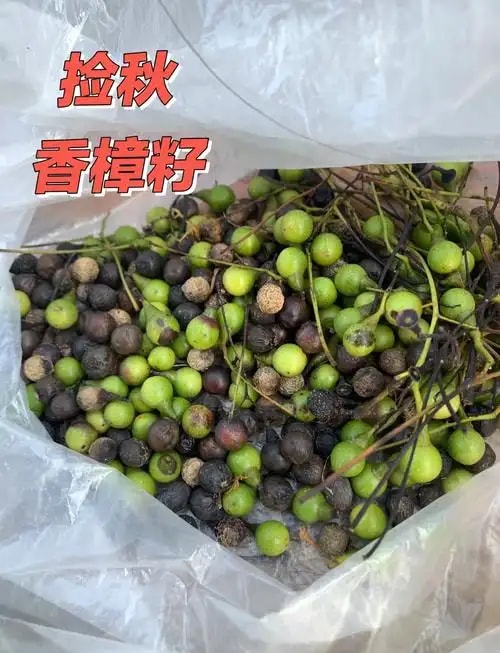香樟种子