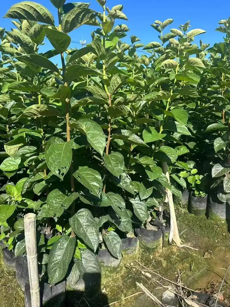 果树砧木种