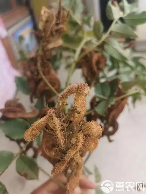 甘草种子