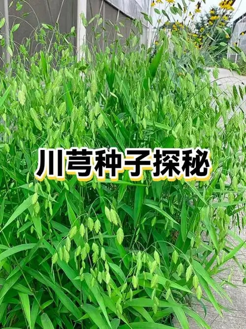 川芎种子