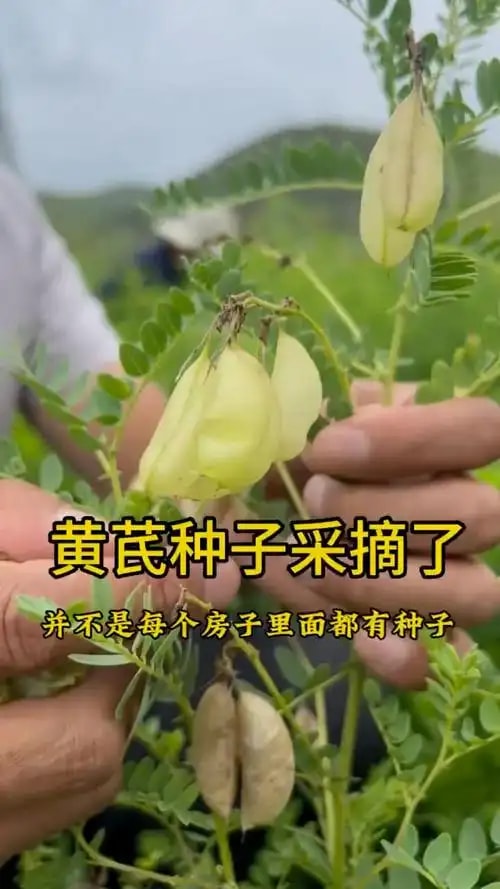 黄芪种子