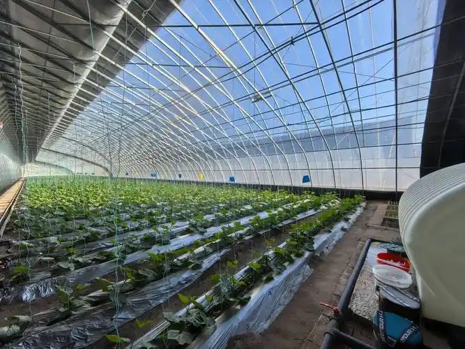 设施大棚种植技术
