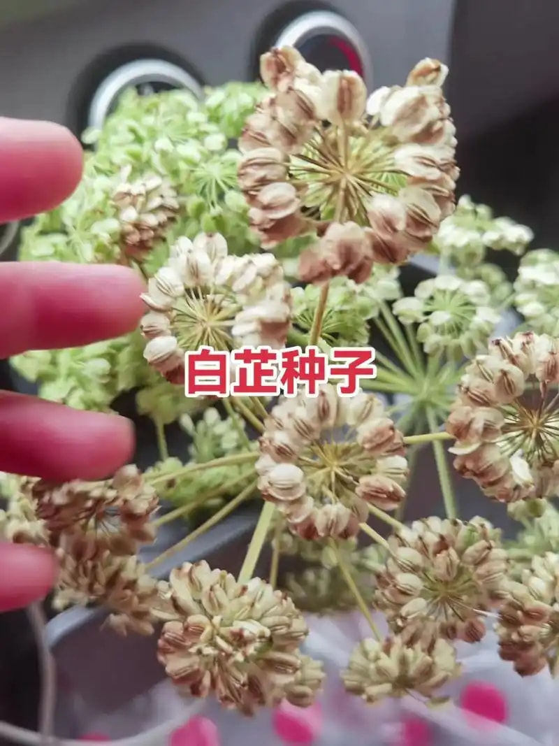 白芷种子